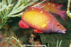 diana hogfish

shot at inchscape 2 khor fakkan ,UAE by Simon Gardener 